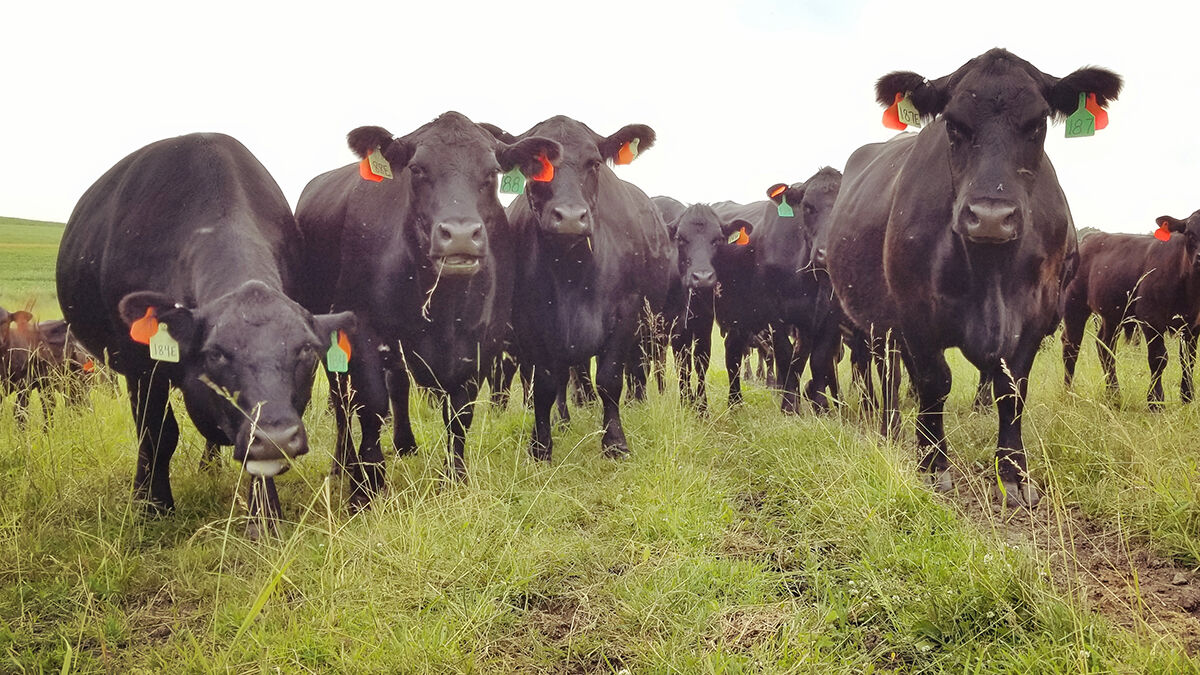 CC Cows Grazing